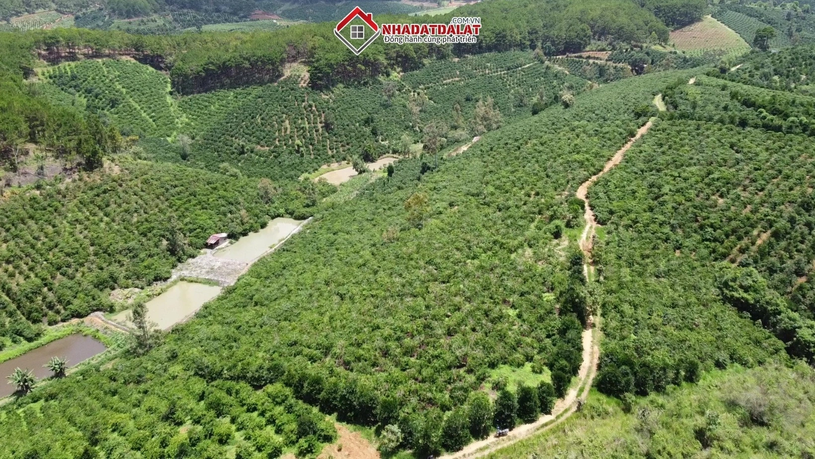 Thị trường đất nông nghiệp Đà Lạt tiềm năng cho đầu tư
