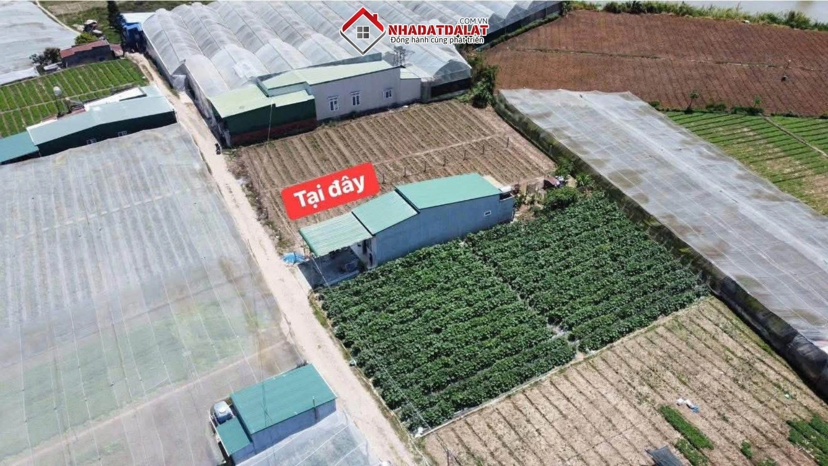 Đất nông nghiệp Đà Lạt thu hút nhiều nhà đầu tư