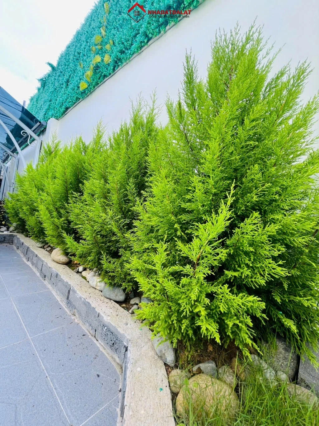 Sân vườn villa Trần Đại Nghĩa Đà Lạt
